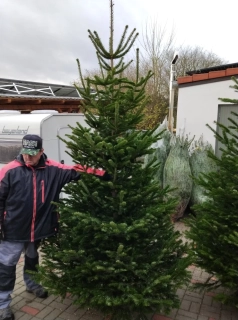 Jedle kavkazská 201 - 250 cm